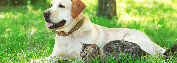 Summer Pet Care: Keeping Your Furry Friends Safe and Cool this Season